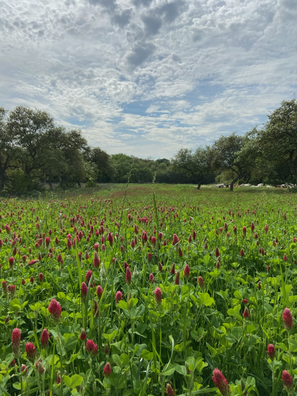 An urban front yard replaced with a living crimson clover lawn